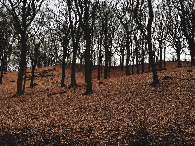 Photo trees in forest against sky