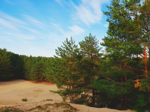 Trees in forest against sky