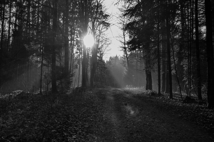 Photo trees in forest against sky