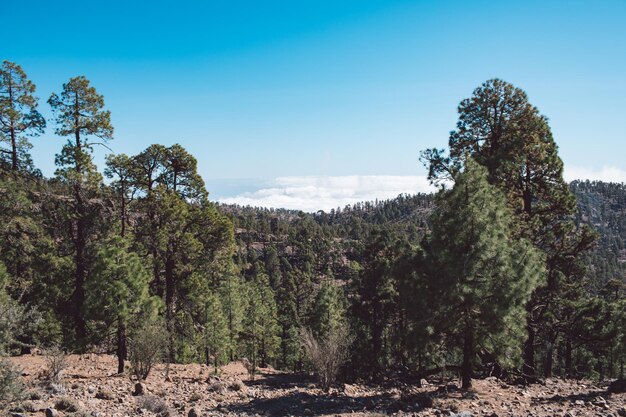 Trees in forest against sky