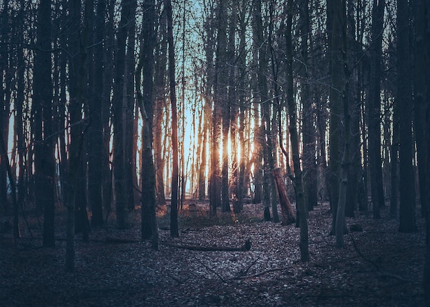trees in forest against sky
