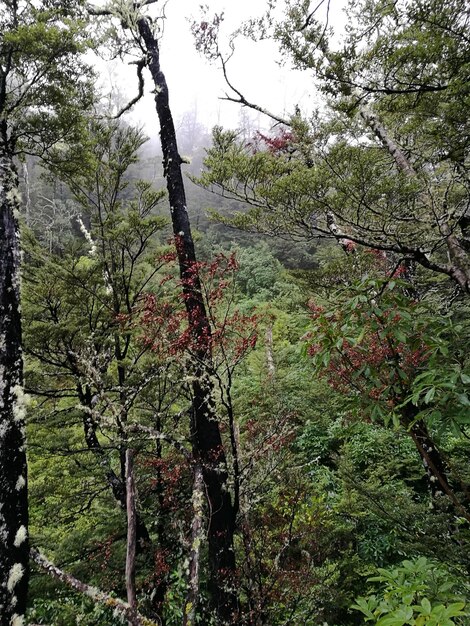 Foto alberi nella foresta contro il cielo