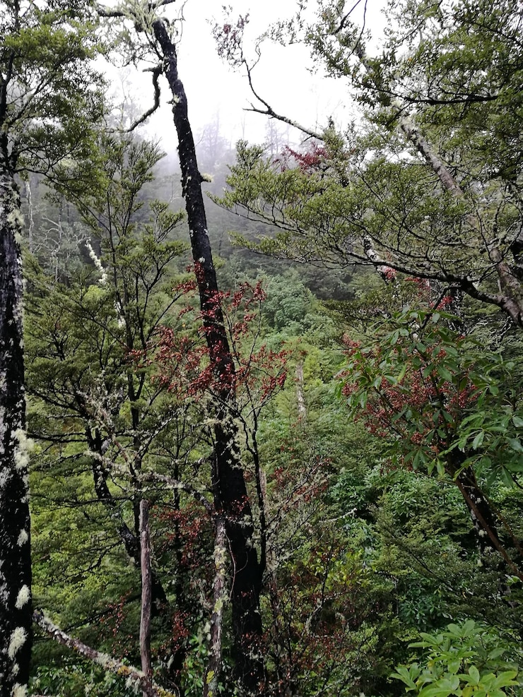 Photo trees in forest against sky