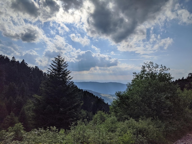 Trees in forest against sky