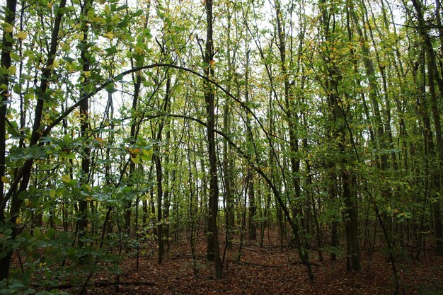 Trees in forest against sky