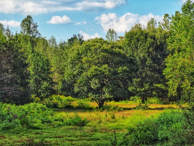 Foto alberi nella foresta contro il cielo