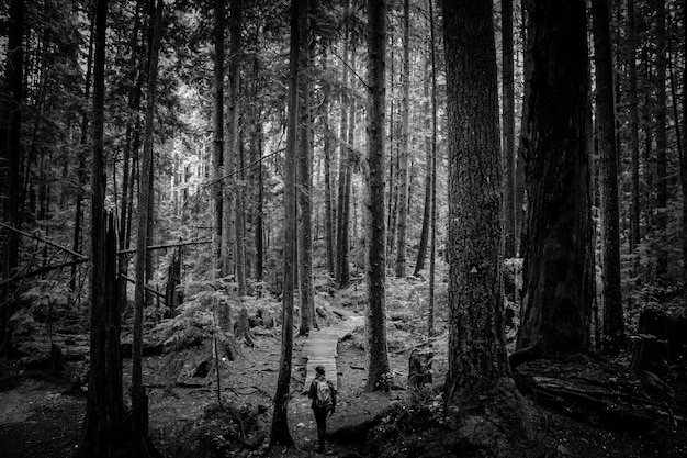 Photo trees in forest against sky