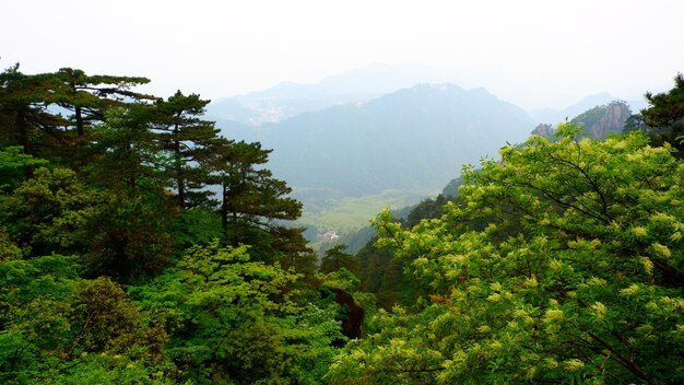 trees in forest against sky