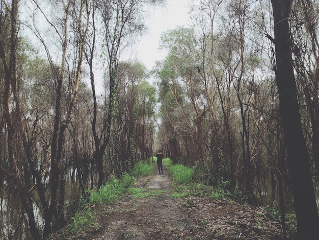 Foto alberi nella foresta contro il cielo