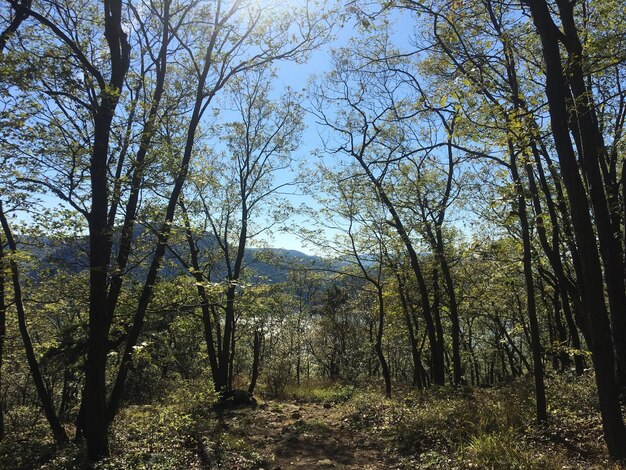 Trees in forest against sky