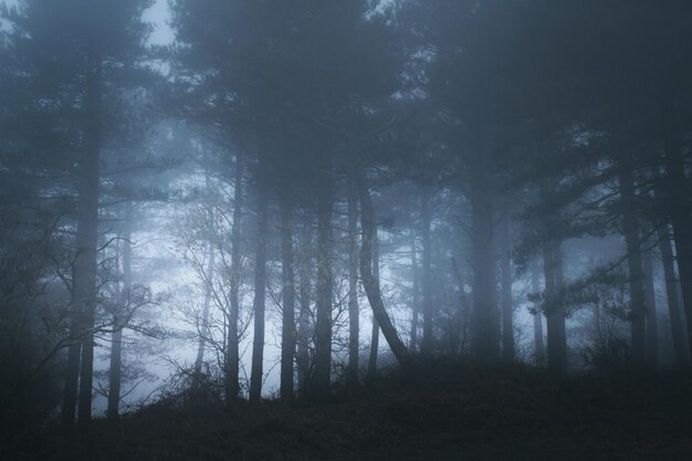 Photo trees in forest against sky