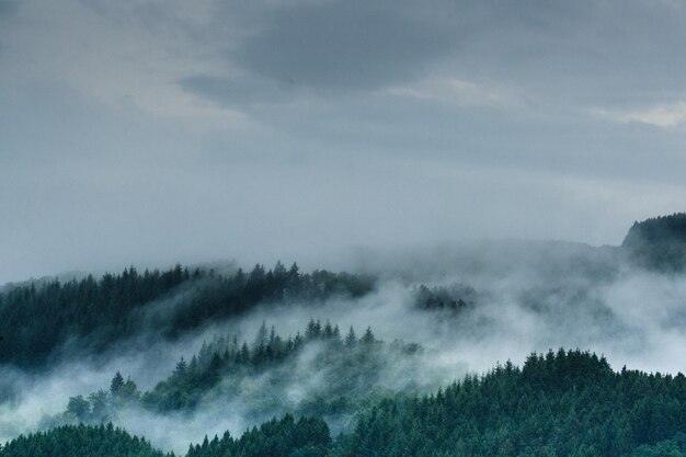 Trees in forest against sky