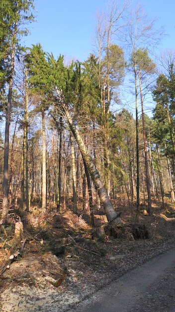 Trees in forest against sky