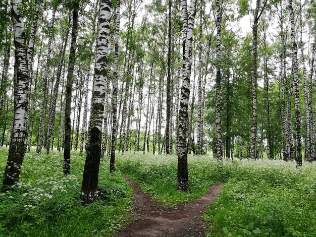 Trees in forest against sky