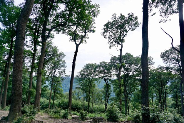 Trees in forest against sky