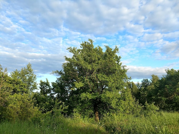 Trees in forest against sky