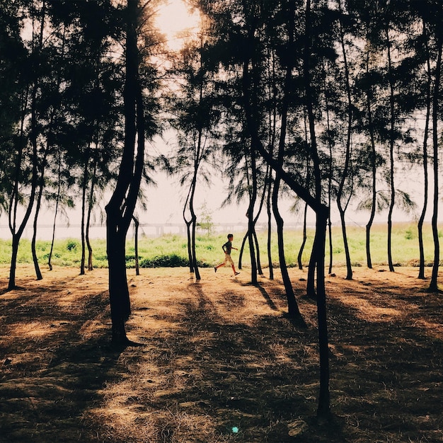 Photo trees in forest against sky