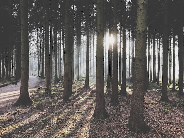 Trees in forest against sky