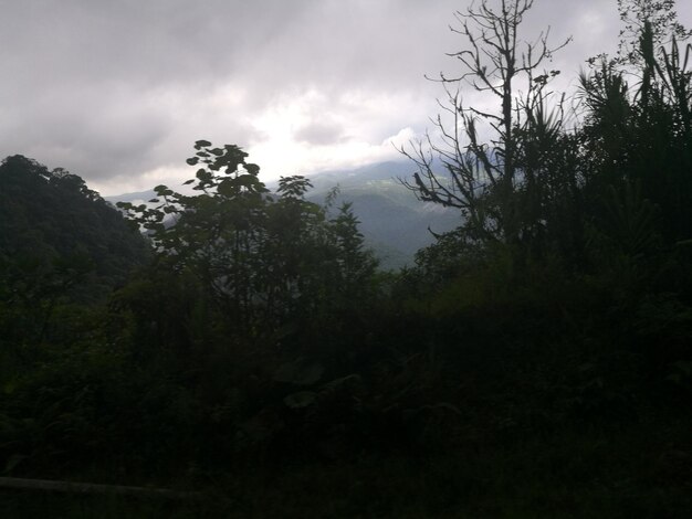 Trees in forest against sky