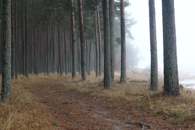 trees in forest against sky
