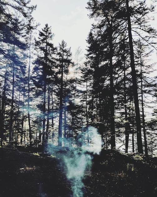 Photo trees in forest against sky