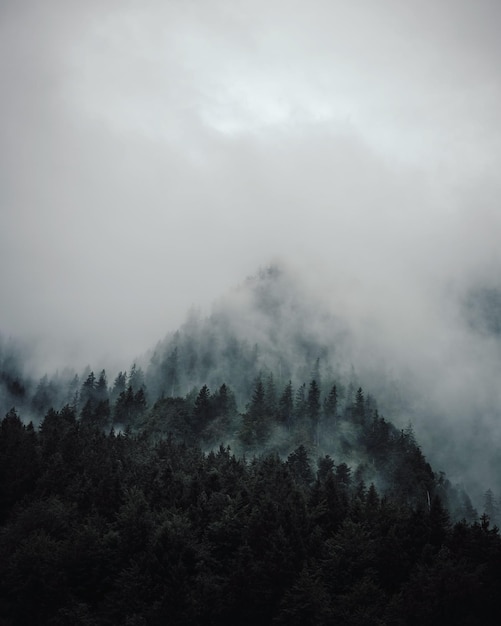 Photo trees in forest against sky