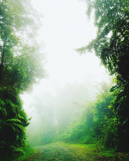 Trees in forest against sky