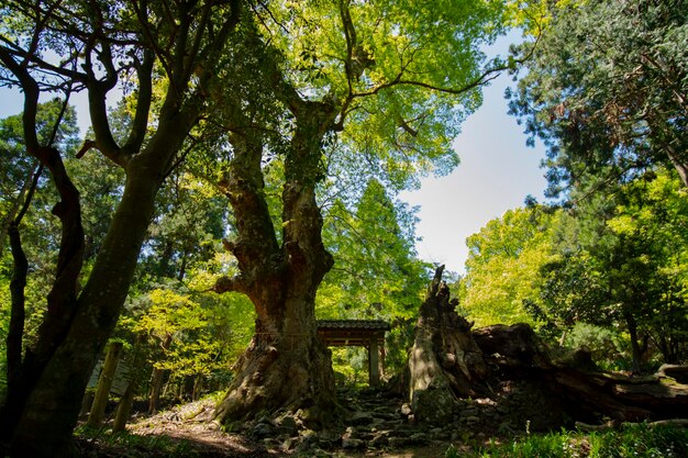 Foto alberi nella foresta contro il cielo