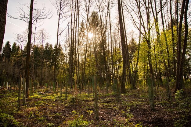 Foto alberi nella foresta contro il cielo