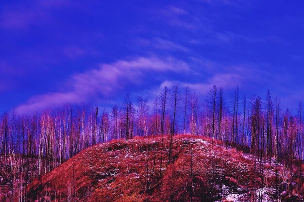 Trees in forest against sky