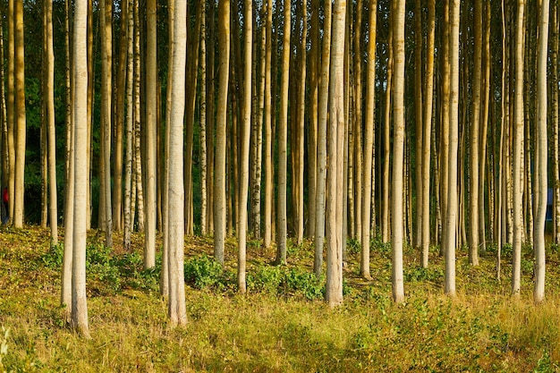 Foto alberi nella foresta come sfondo naturale