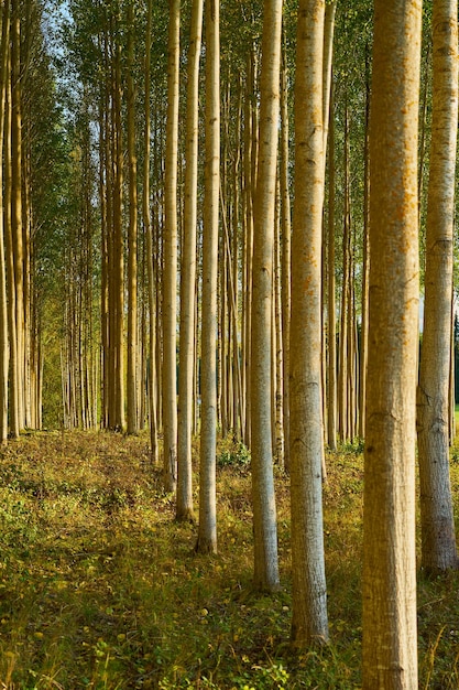 Foto alberi nella foresta come sfondo naturale