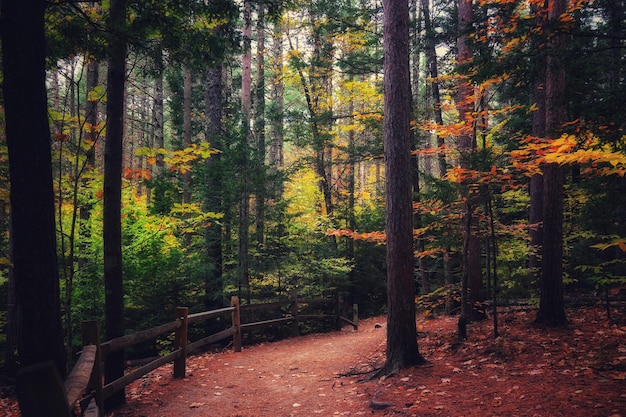 Trees in forest during autumn