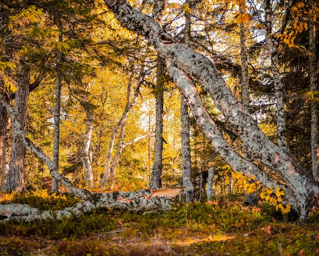 가을 에 숲 에 있는 나무 들