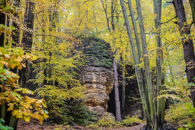 Trees in forest during autumn