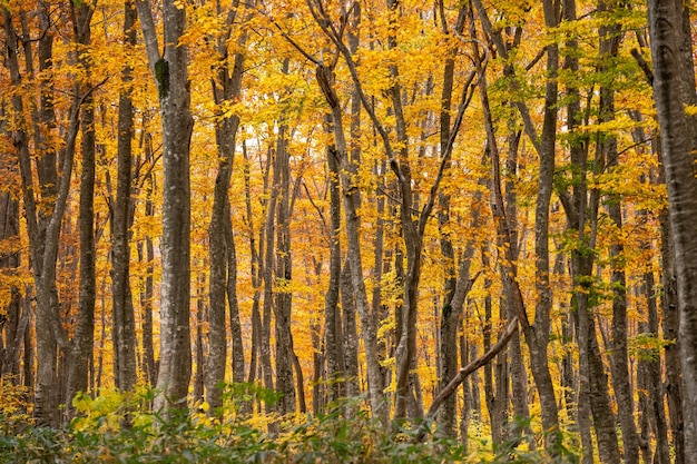 Trees in forest during autumn