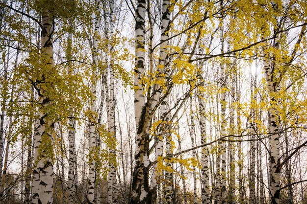 Trees in forest during autumn