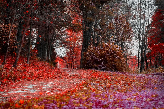 Trees in forest during autumn