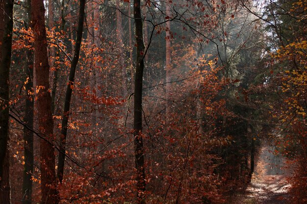 Trees in forest during autumn