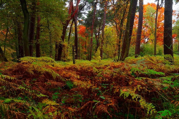 Деревья в лесу осенью