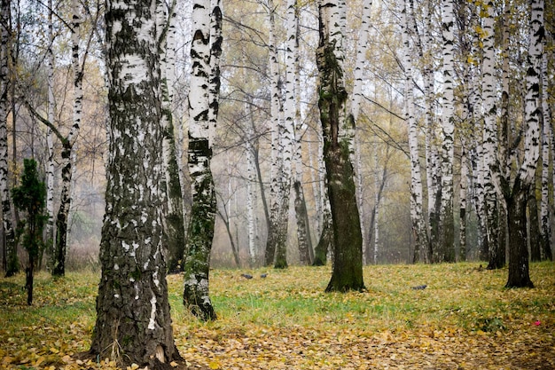 Деревья в лесу осенью