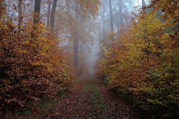 Trees in forest during autumn