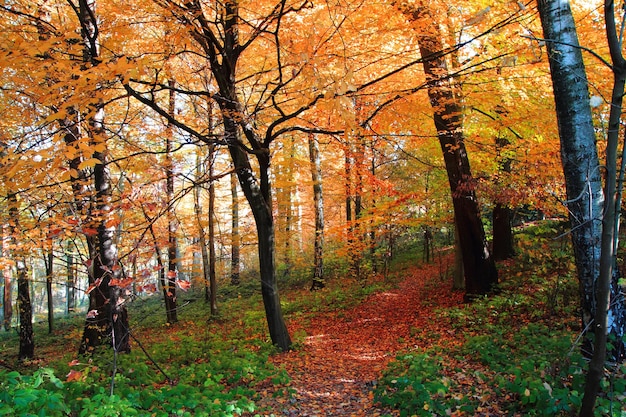 Trees in forest during autumn