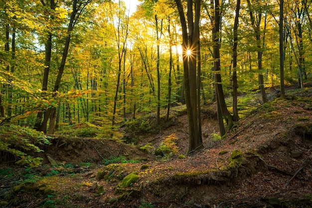 trees in forest during autumn