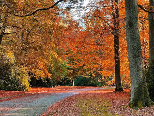 Trees in forest during autumn