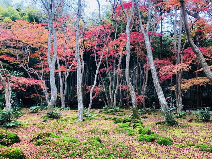 Photo trees in forest during autumn