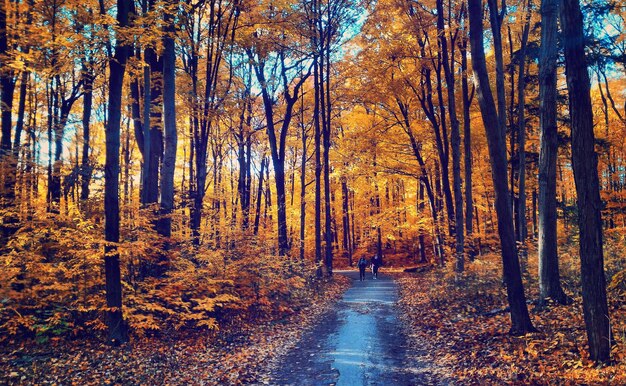 Trees in forest during autumn