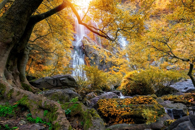 Trees in forest during autumn