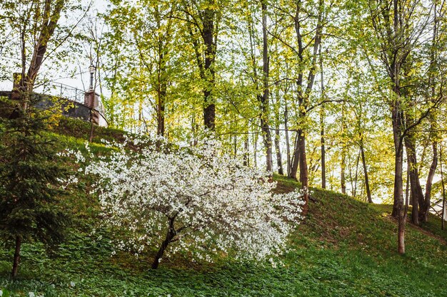 Foto alberi nella foresta in autunno