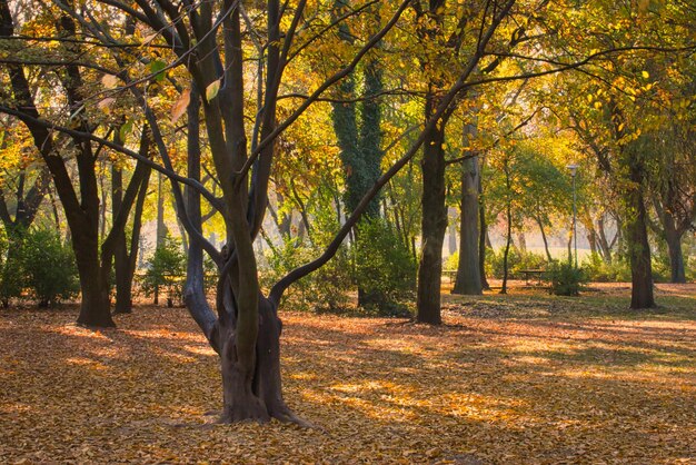 Foto alberi nella foresta in autunno